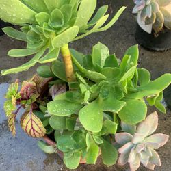 Mix Succulents