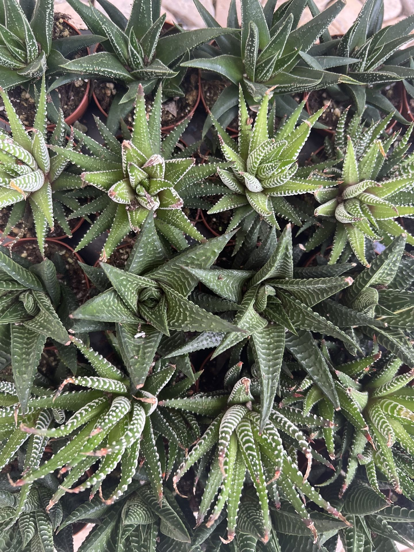 Haworthia Succulents 2”-Great Indoor Plants