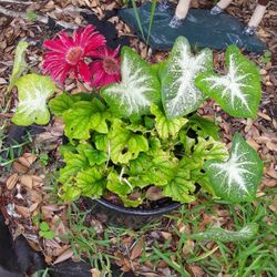 Huge Beautiful 3 Plants In Abeautiful Huge Pot In Weeki Wachee Spring Hill