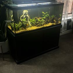 75 Gal Fish Tank With stand 