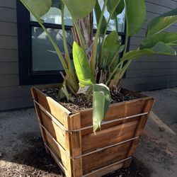 Beautiful Bird Of Paradise In 30 Gal Crate
