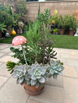 Assorted Succulent Plants