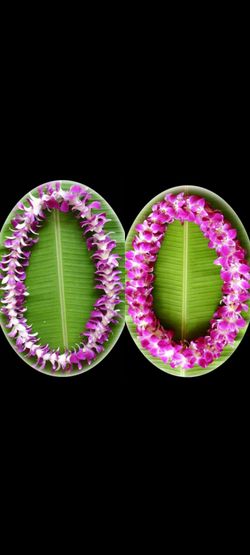 Fresh graduation leis