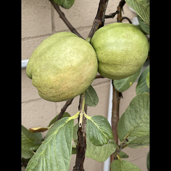 MOVING SALE TAIWAN GUAVA SEEDLESS
