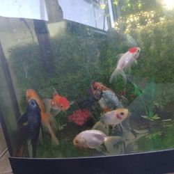 Fish Tank 