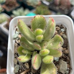 Succulents $1