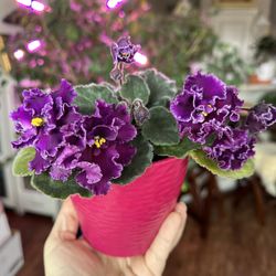 Violet Plant in a Scarlet ceramic Pot