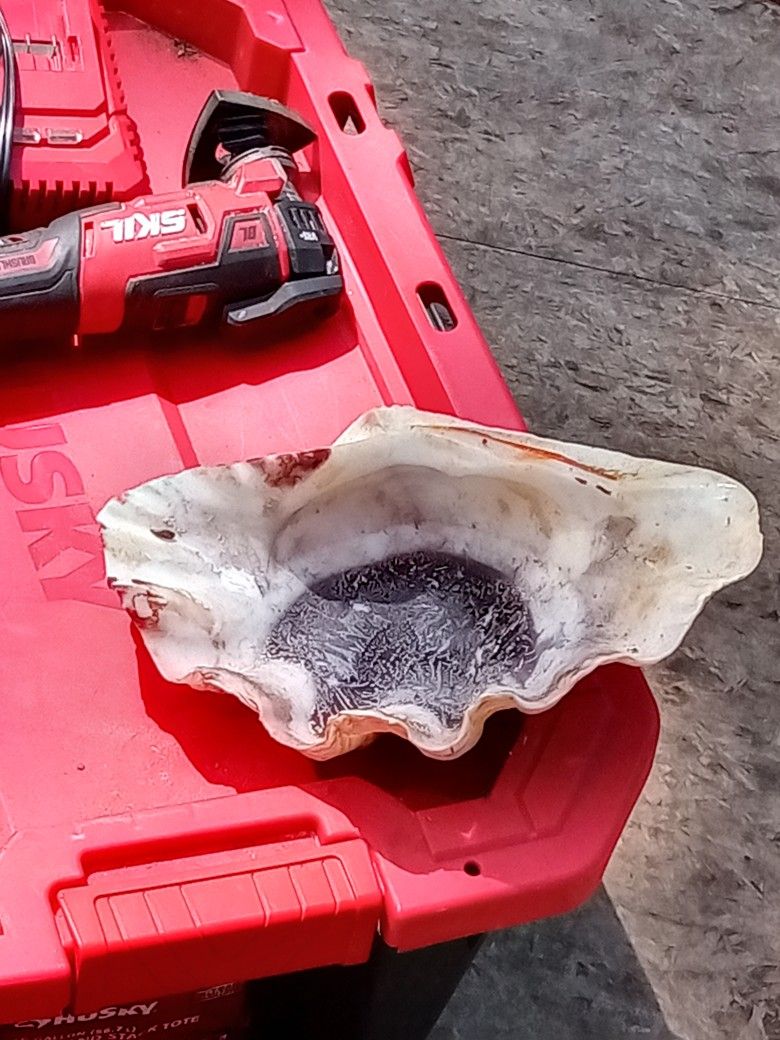 Big Clam Shell 