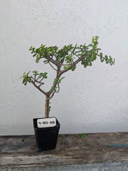 Pre bonsai Portulacaria afra