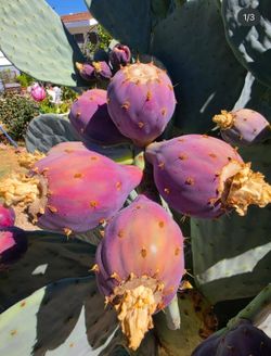 Cactus Pad/ Cutting