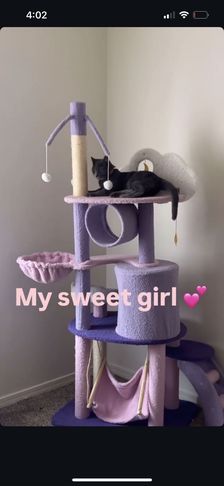 Cat climber