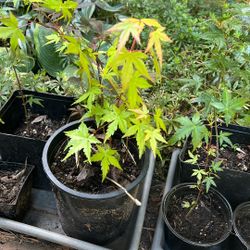 Bonsai Japanese Maple 