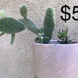 Cactus/succulent 