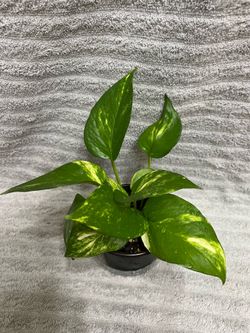 Indoor Live Plant
