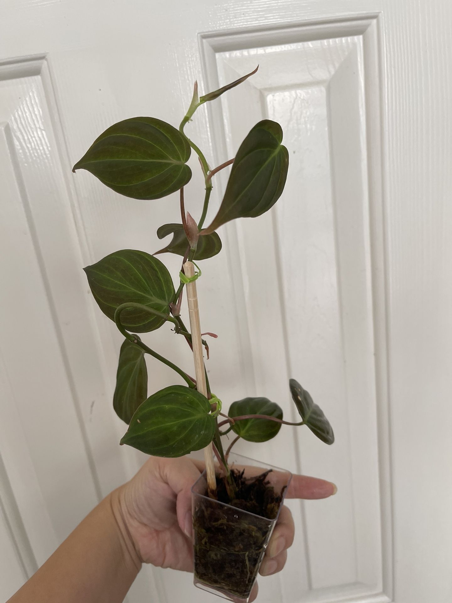 Philodendron Micans Plant 