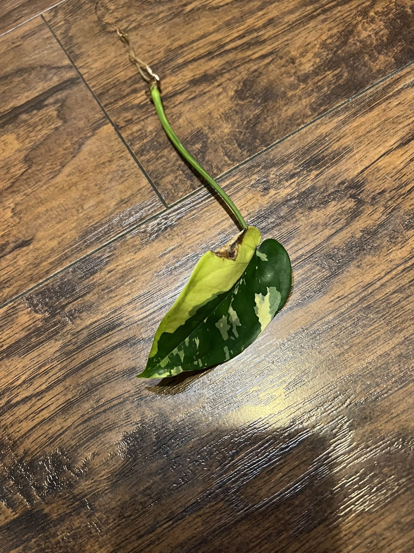Variegated Syngonium Chiapense Plant W/some Roots