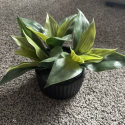Plant (faux)