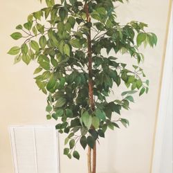6 Ft Artificial Ficus Tree