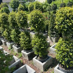 Topiary Double In 3 gls Pot. SPECIAL PRICE 🤩