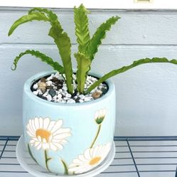 Bird's-Nest Fern For Sale 🪴Plant & Planter Brand New