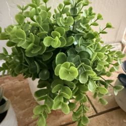 Assorted Succulents and Bird