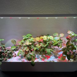 Click & Grow Indoor Smart Garden 9