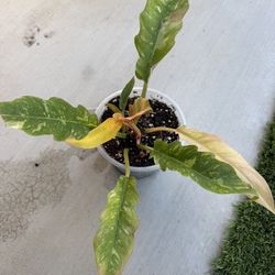 Philodendron (Ring Of Fire)