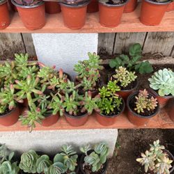 Succulents