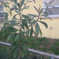 Loquet Tree  5_6 