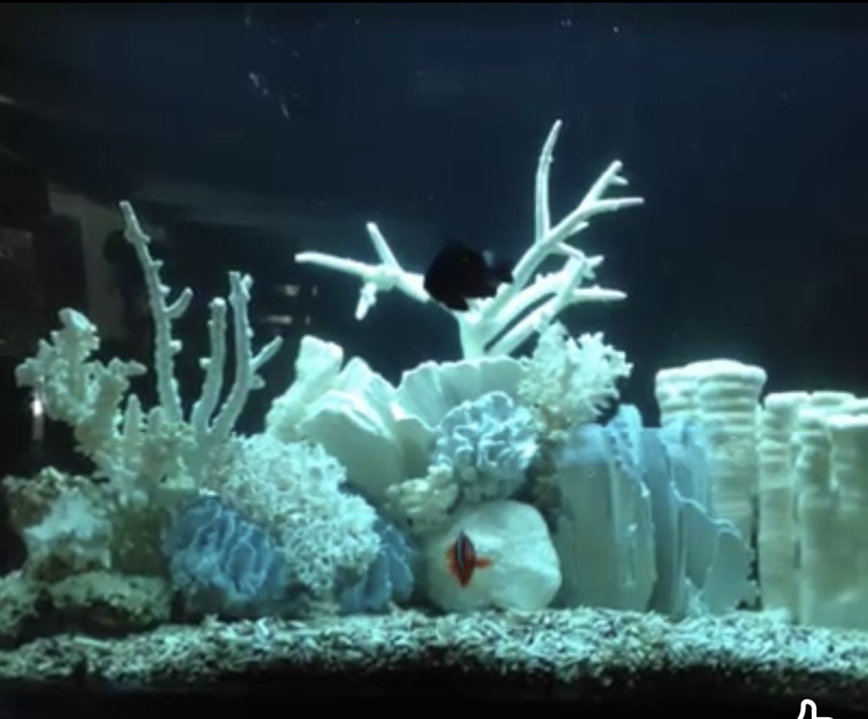 Decorative dry Coral