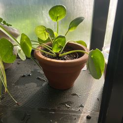 Chinese Money Plant 