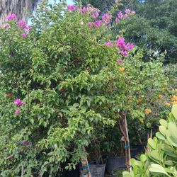 Bougainvellia tree on sale now $350