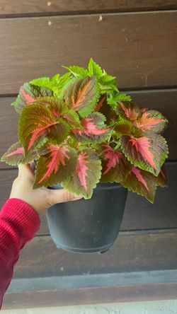 Coleus