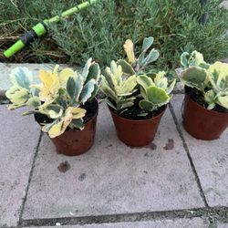 Variegated Succulent 5$ Each