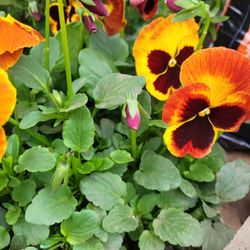 Pansies, Mix, In 6 Plant Pak