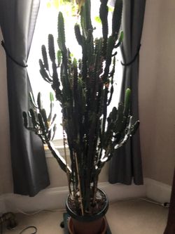 Live Six Foot Cactus