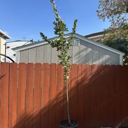 Saratoga Bay Laurel Or Laurus Saratoga. 10 Ft Tall 5 Gallon Bucket 