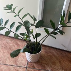 Zz Plant