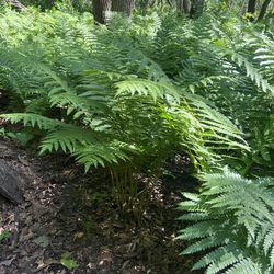 Cinnamon Fern Plants
