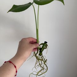 Monstera Deliciosa/Swiss Cheese Plant