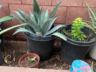 Deals On Deals Agave And Aloe Vera