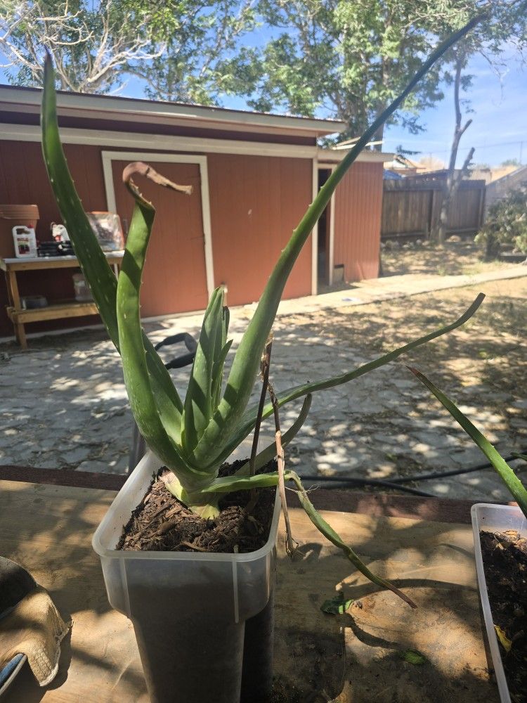 Aloe Vera PLANT, Planta De Savila
