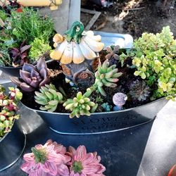 SUCCULENT ARRANGEMENTS FOR MOTHER DAYS  GREAT GIFTS