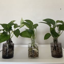 Pothos Plant Cuttings