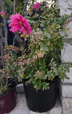 Crapemyrtle