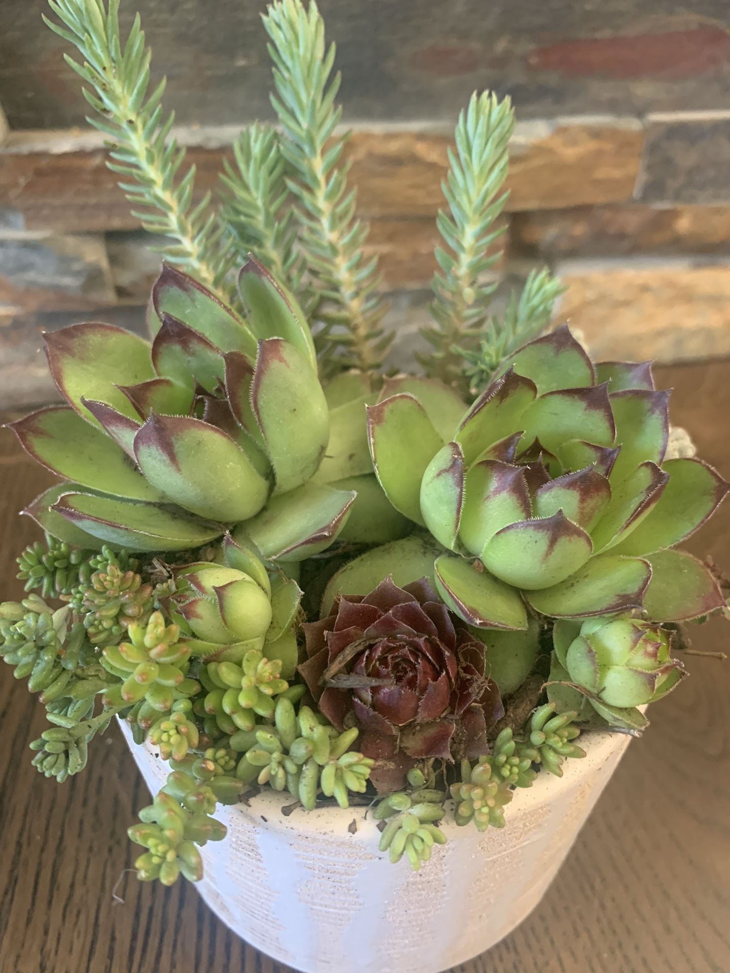 Succulent Arrangement In Ceramic Pot 