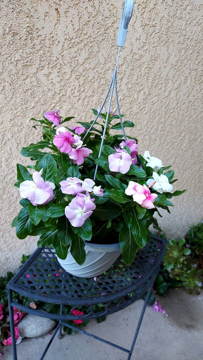 CLEARANCE SALES "Vinca " Plant $15