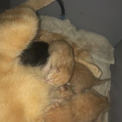 Kittens Regime