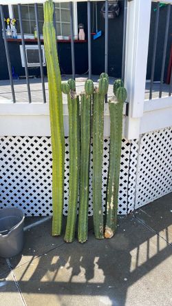 San Pedro cactus