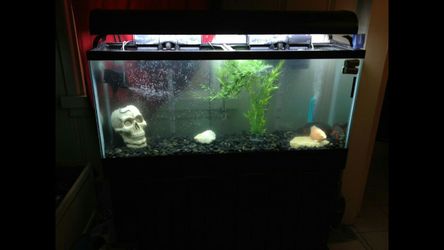 55 gallon fish tank with stand, light and everything u need to set up for $400